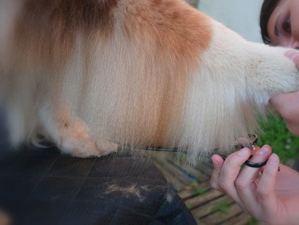 Toilettage d'un chien en cours, avec soin minutieux