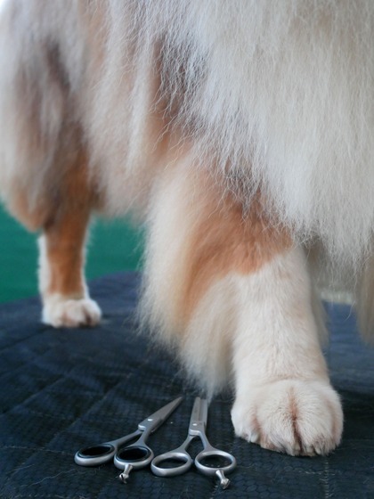 Toilettage d'un chien avec coupe spécialisée et soin du pelage