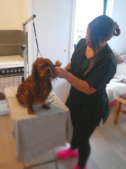 Chien fraîchement toiletté, avec un pelage brillant et soigné